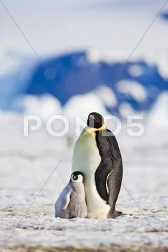 Emperor Penguin And Chick, Snow Hill Island, Antarctica