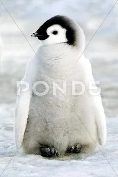 Emperor Penguin (Aptenodytes Forsteri) Chick, Snow Hill Island, Weddell Sea,