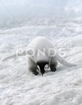 Emperor penguin (aptenodytes forsteri) Stock Photos