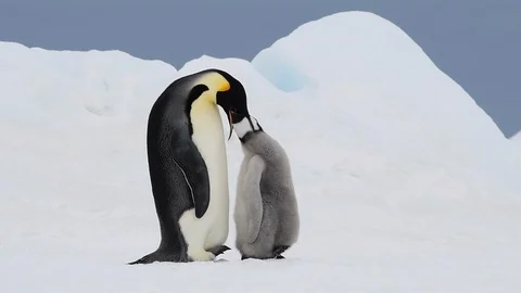 Emperor Penguin with chick in Antarctica Stockbeeldmateriaal 112579504