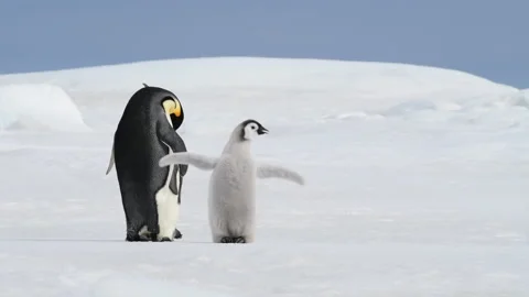 Emperor Penguin with chick in Antarctica Stock Footage 147377777