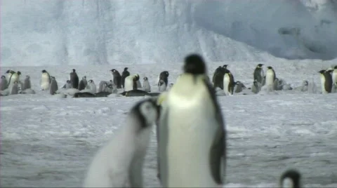 Emperor penguin chick asking for food Stock Footage