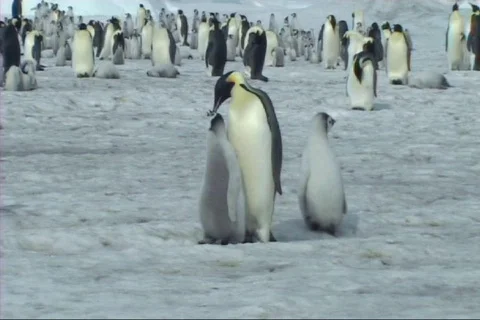 Emperor penguin chick asking for food Stock Footage