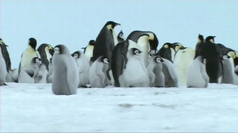 Emperor penguin chick calling Stock Footage 604057