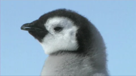 Emperor penguin chick close-up Stock Footage 603010