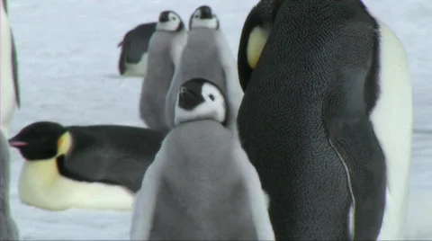 Emperor penguin chick Stock Footage 602763