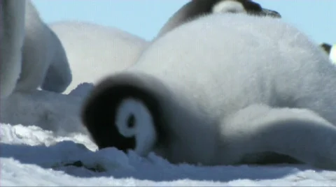 Emperor penguin chick Stock Footage 602824