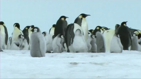 Emperor penguin chick Stock Footage 602905