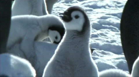 Emperor penguin chick Stock Footage 602957