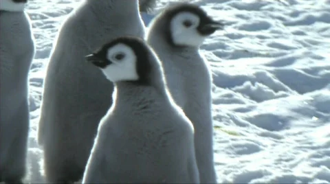 Emperor penguin chick Stock Footage