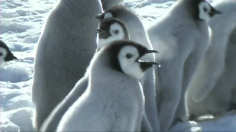 Emperor penguin chick Video stock 602963