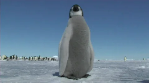 Emperor penguin chick Stock Footage 603034