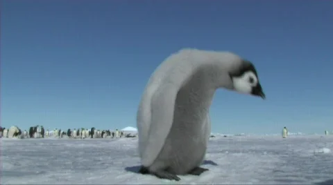 Emperor penguin chick Stock Footage 603035