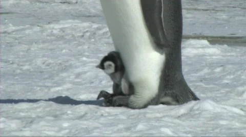 Emperor penguin with chick Stock Footage 603051