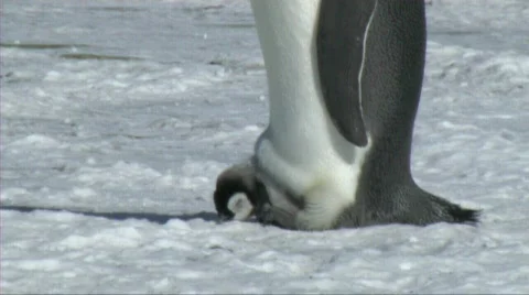 Emperor penguin chick Stock Footage 603053