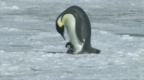 Emperor penguin with chick Stock Footage 603054