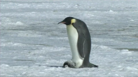 Emperor penguin with chick Stock Footage 603056