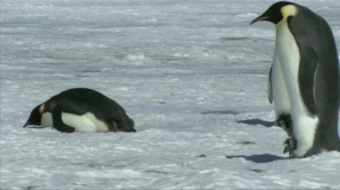 Emperor penguin with chick Stock Footage 603057