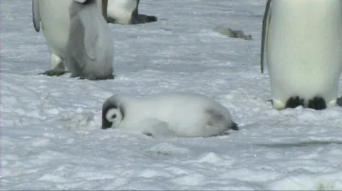 Emperor penguin chick Stock Footage 603066