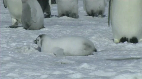 Emperor penguin chick Stock Footage 603082
