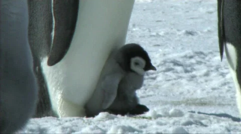 Emperor penguin chick Stock Footage 603086