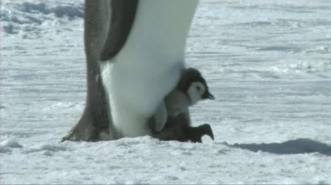 Emperor penguin chick Video stock 603092