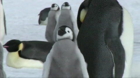 Emperor penguin chick Stock Footage 604003