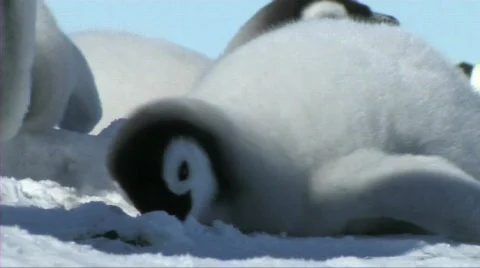 Emperor penguin chick Stock Footage 604027