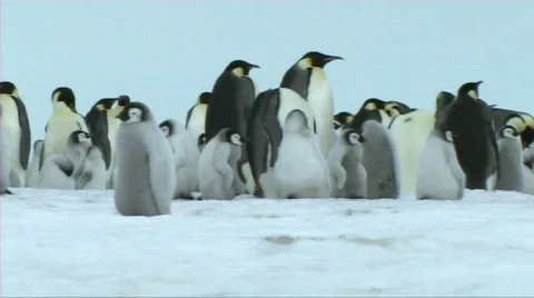 Emperor penguin chick Stock Footage 604056