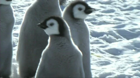 Emperor penguin chick Stock Footage 604082