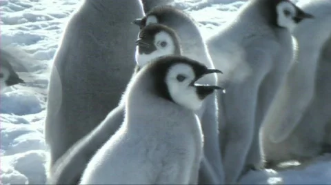 Emperor penguin chick Stock Footage 604084