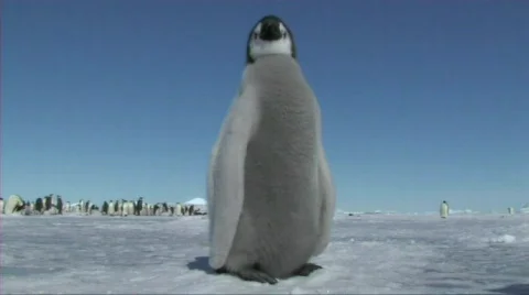 Emperor penguin chick Stock Footage 604158