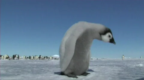 Emperor penguin chick Stock Footage 604161