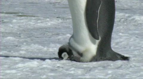 Emperor penguin chick Stock Footage 604175