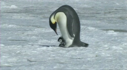 Emperor penguin with chick Stock Footage 604177