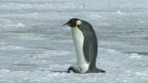 Emperor penguin with chick Stock Footage 604181