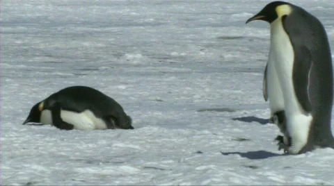 Emperor penguin with chick Stock Footage 604182