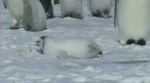 Emperor penguin chick Stock Footage 604195