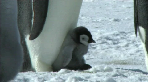 Emperor penguin chick Stock Footage 604199
