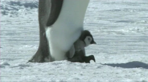Emperor penguin chick Video stock 604200