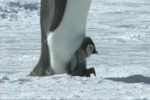 Emperor penguin chick Stock Footage 612841