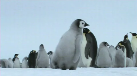 Emperor penguin chick looking around Stock Footage 604053