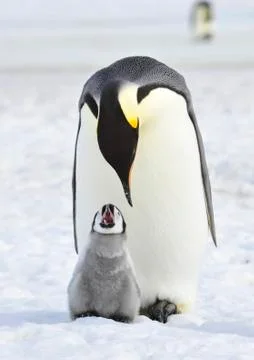 Emperor Penguin with chick Stock Photos
