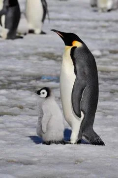 Emperor Penguin with chick Stock Photos
