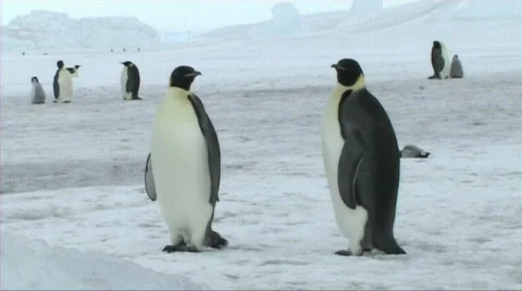 Emperor penguin chick resting Stock Footage 602865