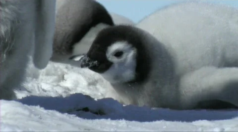 Emperor penguin chick resting Video stock 603013