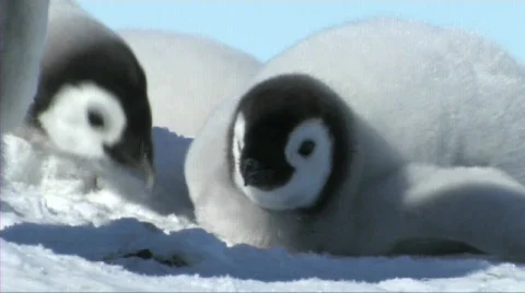 Emperor penguin chick resting Stock Footage 603019