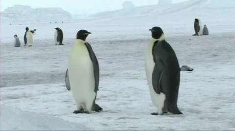 Emperor penguin chick resting Stock Footage 604036