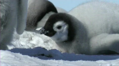 Emperor penguin chick resting Stock Footage 604112