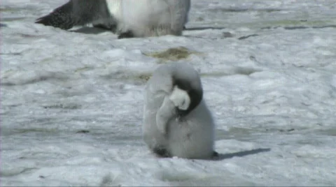 Emperor penguin chick sleeping Stock Footage 603111